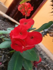 Euphorbia milii
