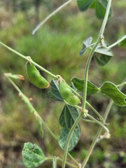 Rhynchosia minima australis