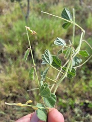 Rhynchosia minima australis