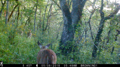 Odocoileus virginianus leucurus