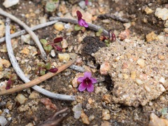 Erythranthe androsacea