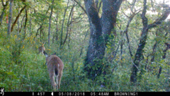 Odocoileus virginianus leucurus
