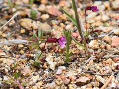 Erythranthe androsacea