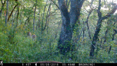 Odocoileus virginianus leucurus