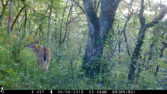 Odocoileus virginianus leucurus