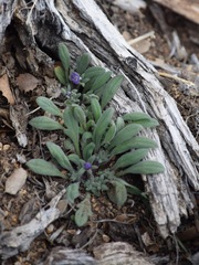 Phacelia curvipes