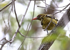Green Oriole photo 5