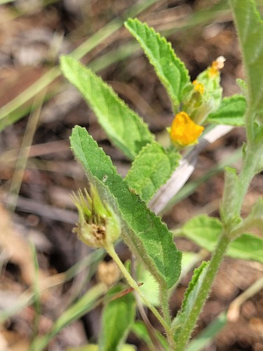 Sida atherophora observed 2022-01-18