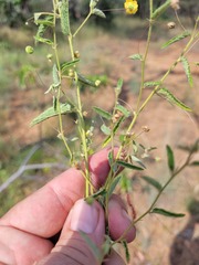 Sida trichopoda