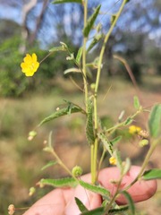 Sida trichopoda