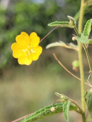 Sida trichopoda