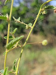 Sida trichopoda