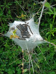 Eriogaster lanestris