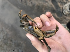 Macrophthalmus tomentosus