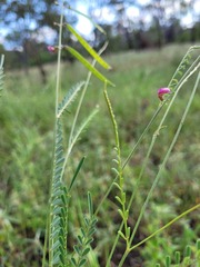 Tephrosia juncea
