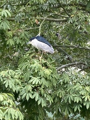 Nycticorax nycticorax