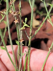 Teucrium puberulum