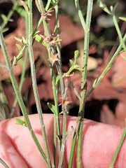 Teucrium puberulum