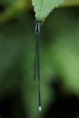 Coeliccia membranipes