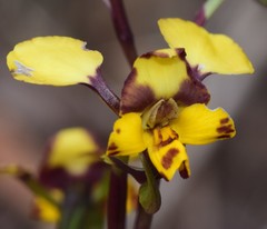 Diuris semilunulata