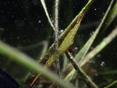 Tozeuma pavoninum