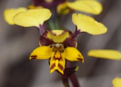 Diuris semilunulata