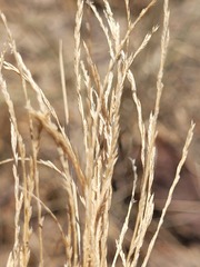 Tripogonella loliiformis