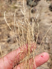 Tripogonella loliiformis