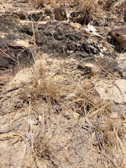 Tripogonella loliiformis