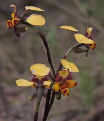 Diuris semilunulata