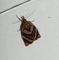 Apoctena clarkei