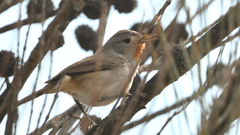 Pyrrholaemus brunneus