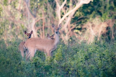 Rucervus eldii hainanus