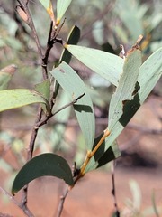 Acacia catenulata