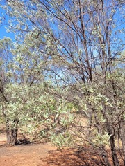 Acacia catenulata