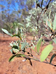 Acacia catenulata