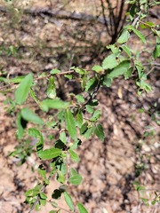 Acalypha eremorum