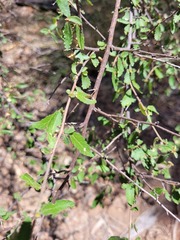 Acalypha eremorum