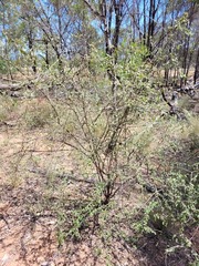 Acalypha eremorum