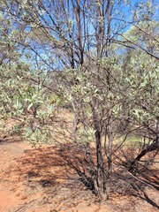 Acacia catenulata