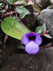 Torenia concolor