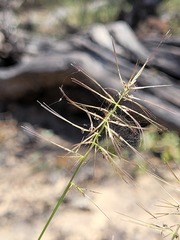 Aristida caput-medusae