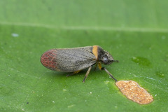 Eoscarta roseinervis