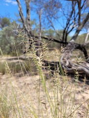 Aristida caput-medusae