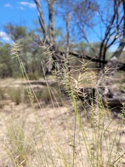Aristida caput-medusae