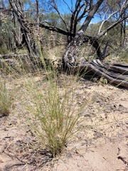 Aristida caput-medusae