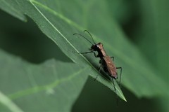 Cylindera