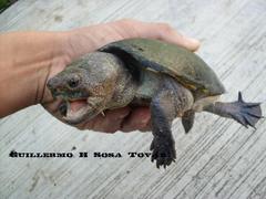 Kinosternon herrerai