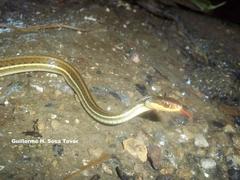 Thamnophis proximus rutiloris