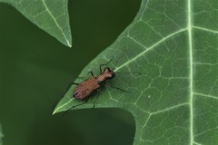 Cylindera